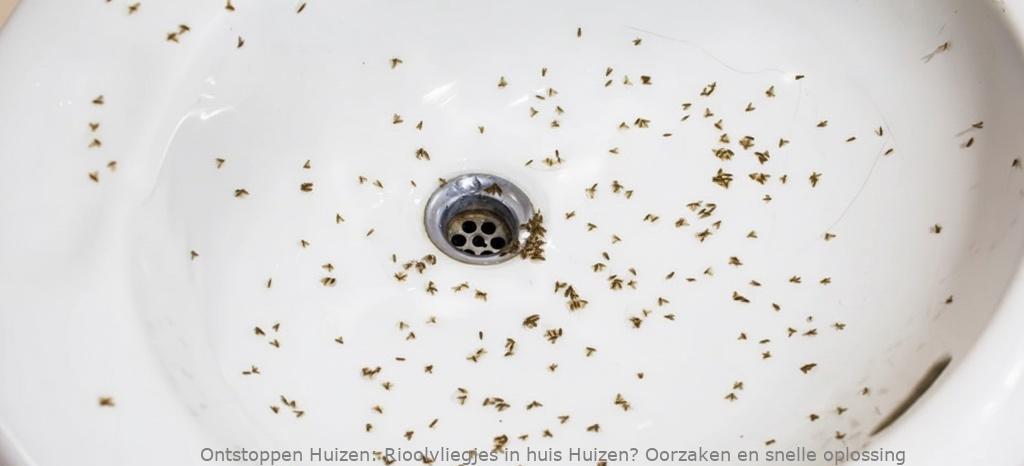 Rioolvliegjes in huis Huizen? Oorzaken en snelle oplossing